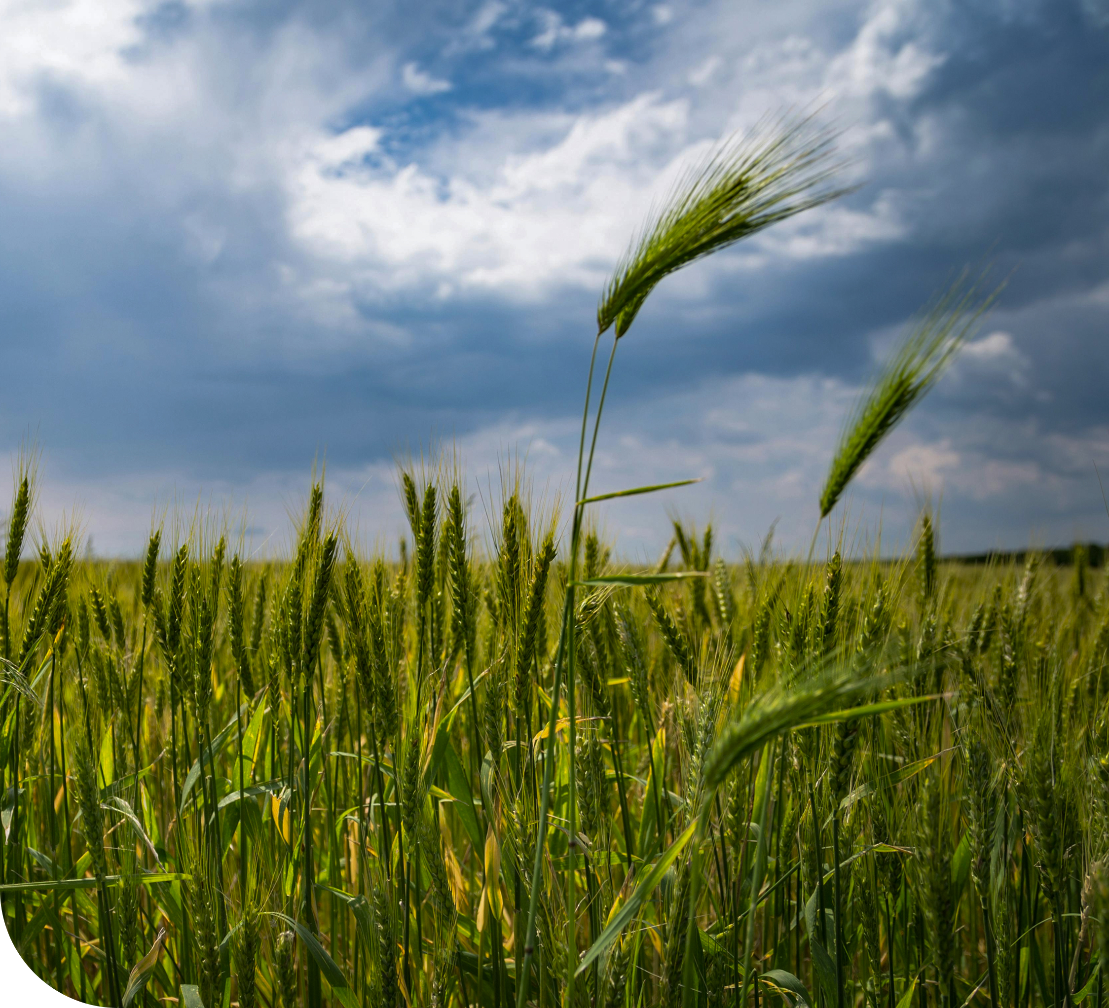 Fields