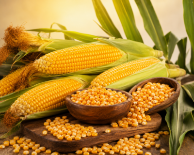 Yellow Maize